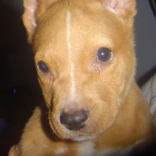 No photo for Puppy