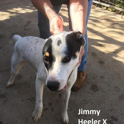 Jimmy