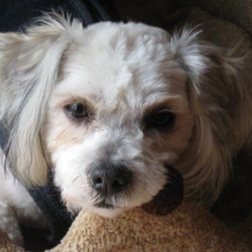 No photo for Yazmin *On Trial In Her New Home*