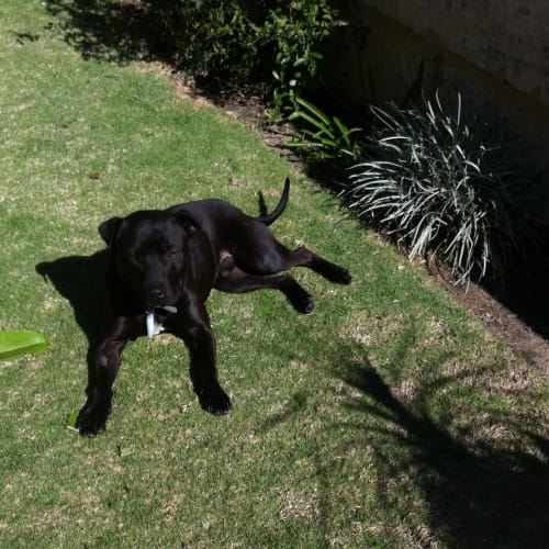 No photo for Bobby **On Trial In My New Home**