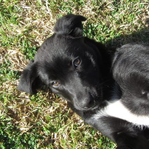No photo for Adoption Pending   Darcy