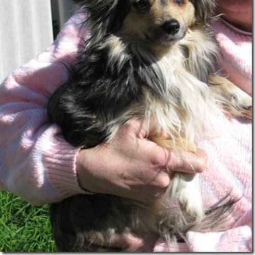 No photo for Cutie Foster Or Adopt
