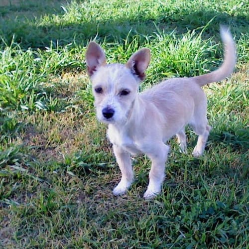 No photo for Lilly  *Adoption Pending *