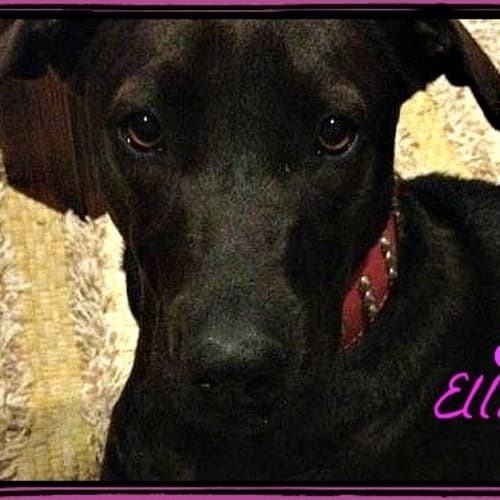 No photo for Ellie