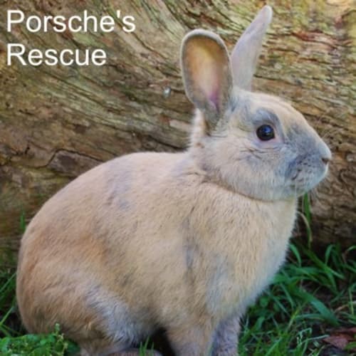 Albert -Desexed and Vaccinated