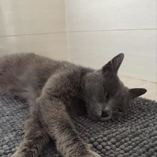 Sooty
