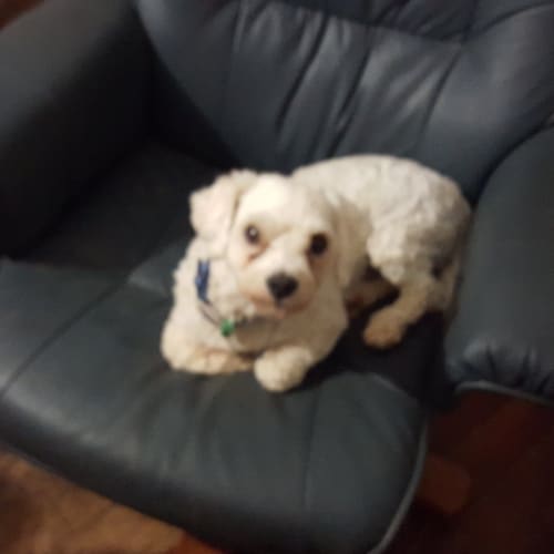 Bailey (adoption pending)