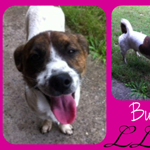 Buster