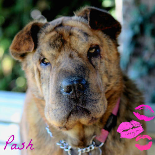 No photo for Pash (On Hold As From 1/11/12)