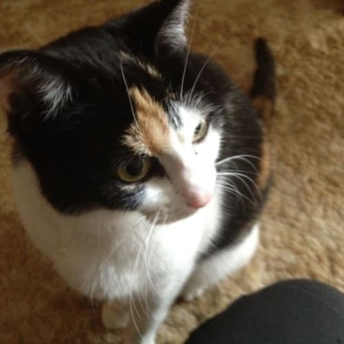 No photo for Cleo