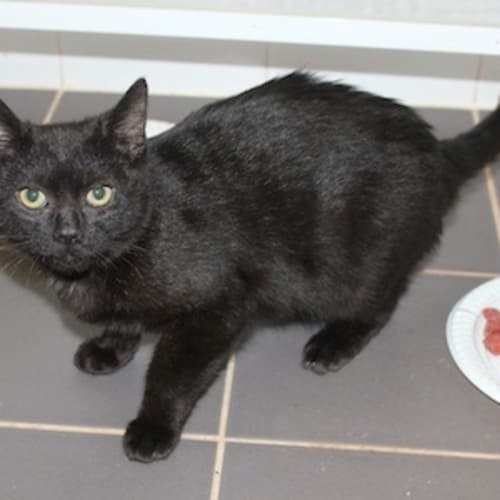 No photo for Jemima (Nc088)