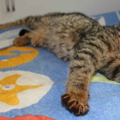 No photo for Chilli (Nc084)