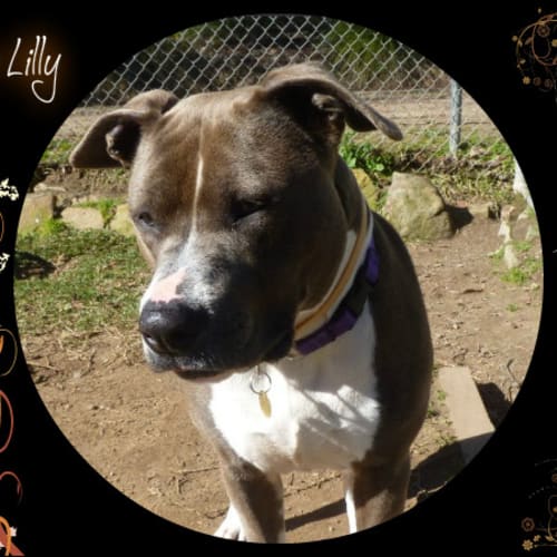 No photo for Tiger Lilly