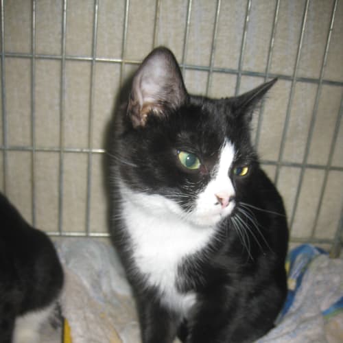No photo for Speckle Adoption Pending