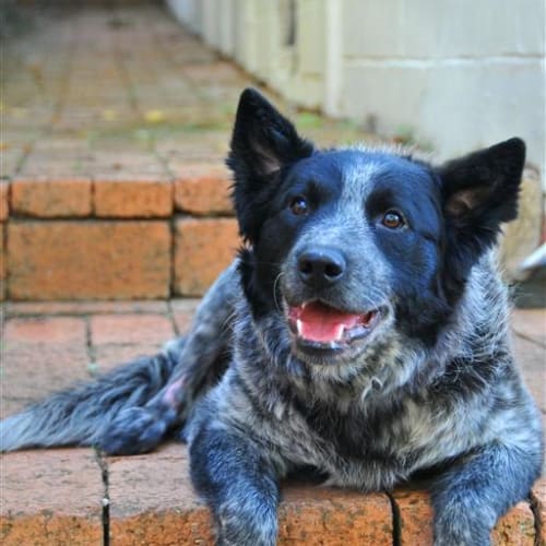 No photo for Iggy *On Trial Adoption*