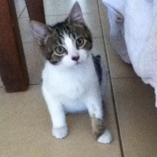 Rocky