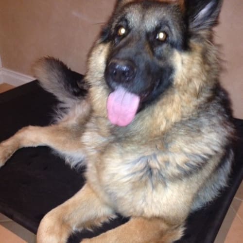 No photo for Zara (D2228) 