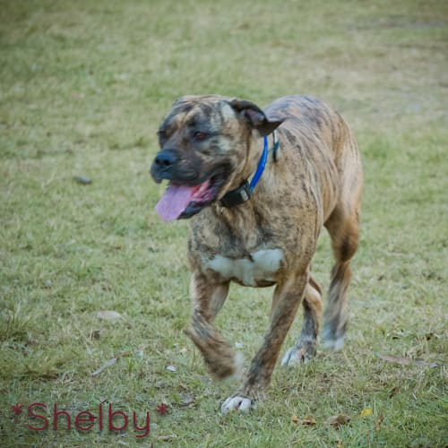 No photo for Shelby