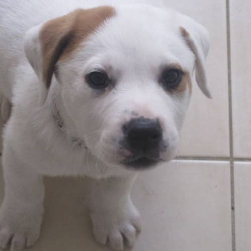 No photo for Jake   Available For Pre Adoption