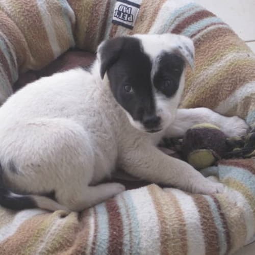 No photo for Bella  Available For Pre Adoption