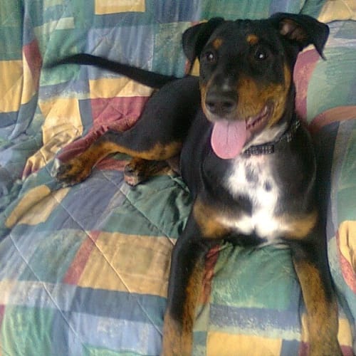 No photo for Rufus Hd149