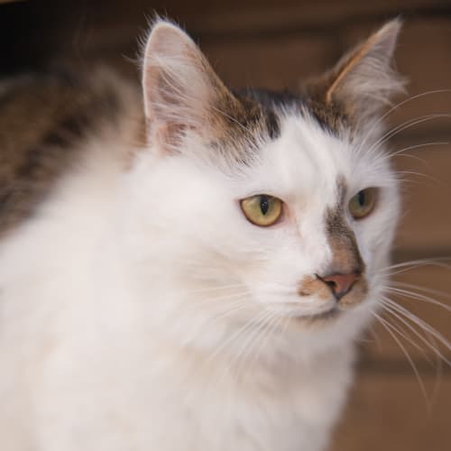 No photo for Benji Id8310