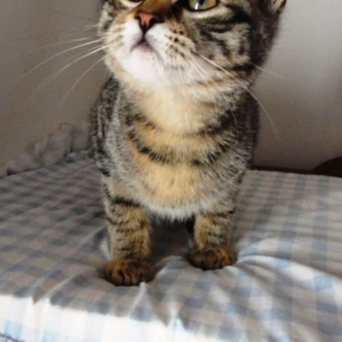 No photo for Mittens (C1886)