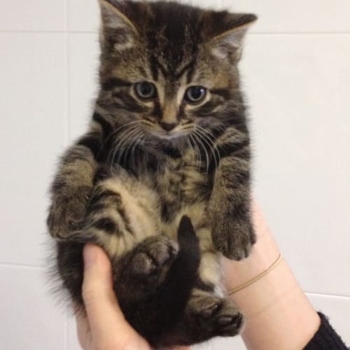 Milo