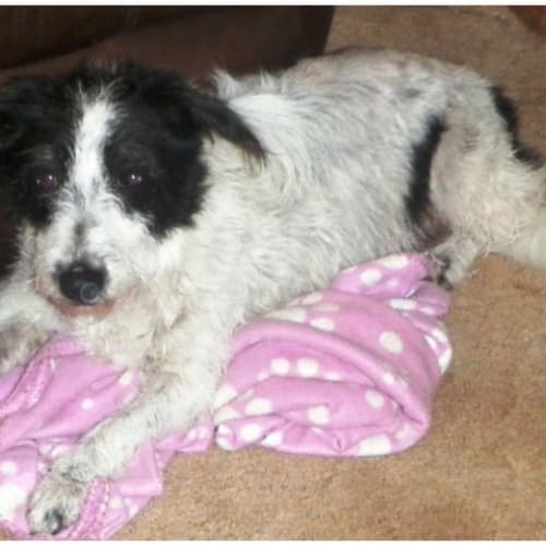 No photo for Snoopy **Adoption In Progress**