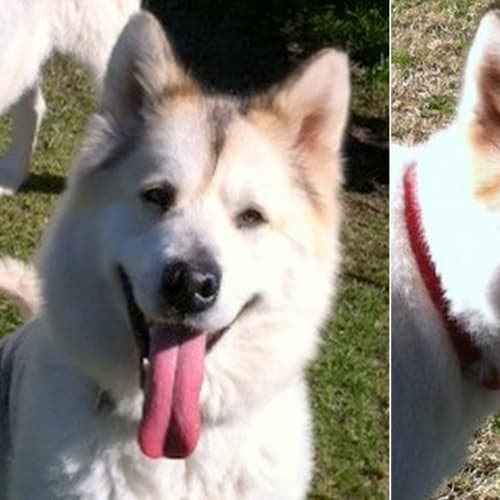 No photo for Tyson & Zu (To Be Rehomed Together)
