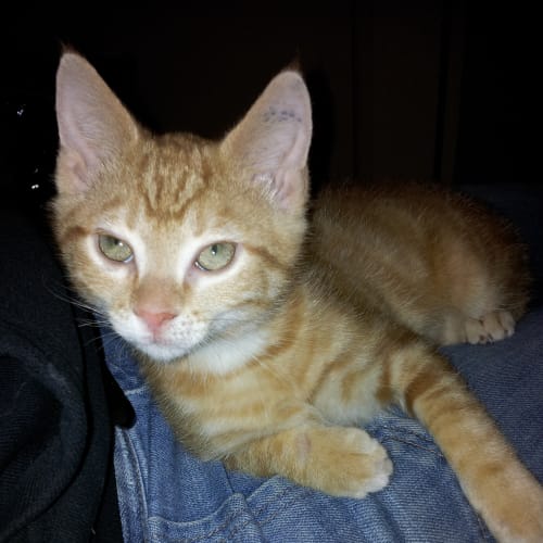No photo for Peaches