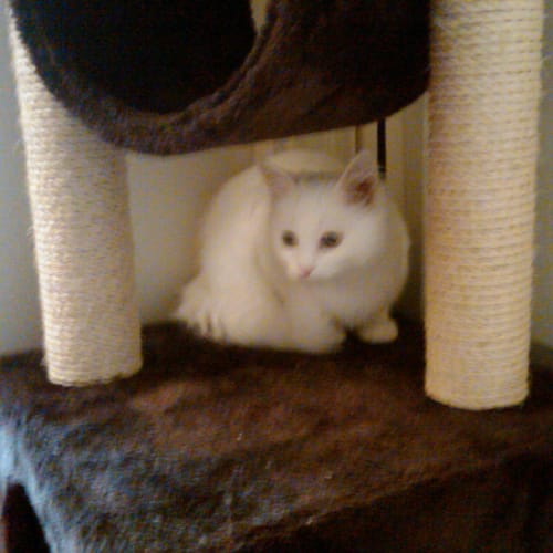 No photo for *On Trial With My New Family*Bean