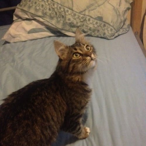 No photo for *On Trial With My New Family*Basil