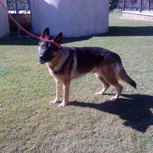 No photo for Brodie On Hold Pending Adoption