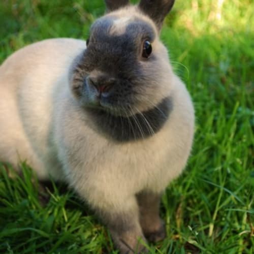 Hoppy - Vaccinated and Desexed-On Hold