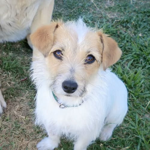 Charlie *On Trial in His New Home*