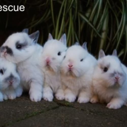 Jeddah - Desexed and Vacinated