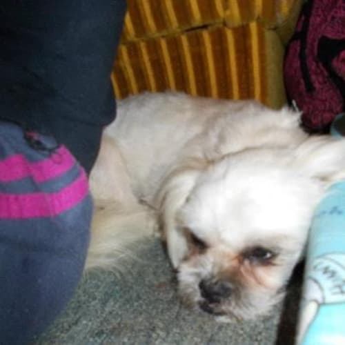 No photo for Adopted!!! Joseph