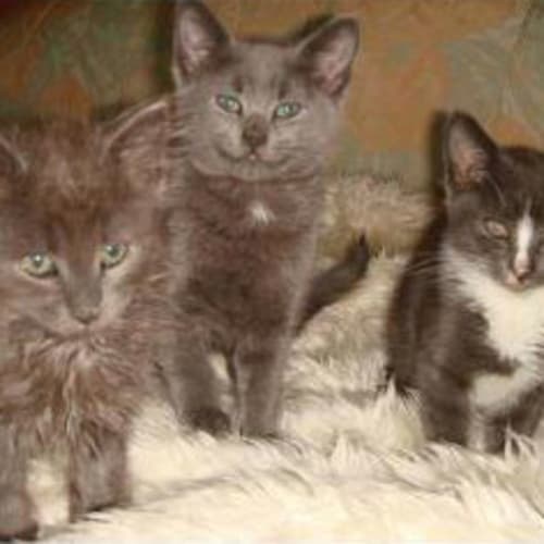 No photo for The 3 Stooges/ Now The 2 Stooges