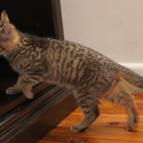 No photo for Kwazii   The Talkative Kitten