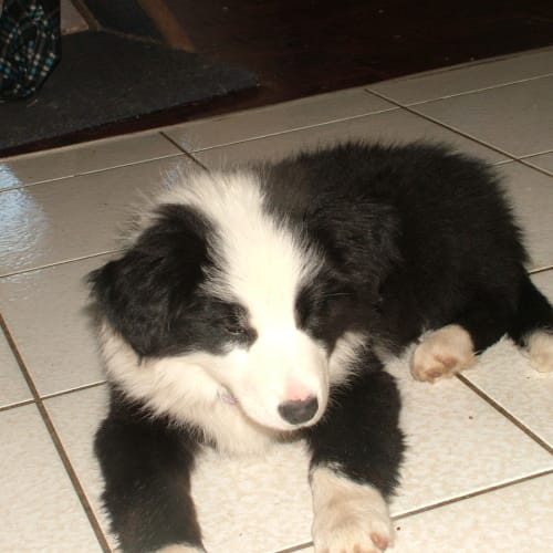 No photo for Star(on Hold Till Saturday 11th August For Sharyn)