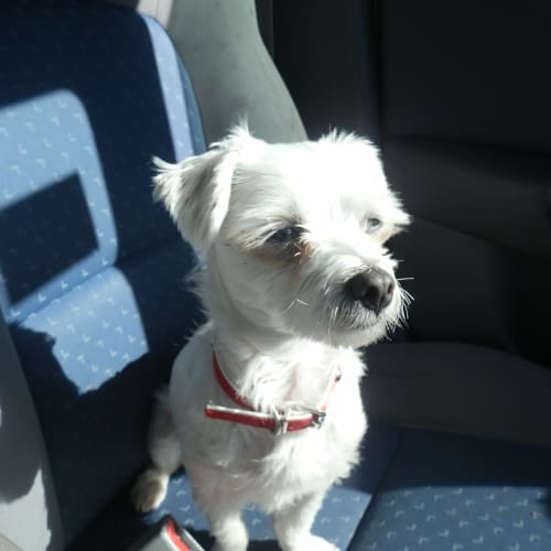 No photo for Daisy