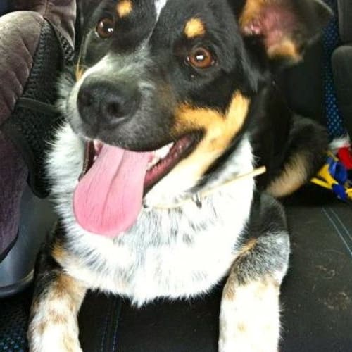 No photo for Scrappy *On Trial Adoption 12/8/12*