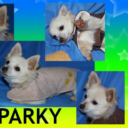 No photo for Sparkey