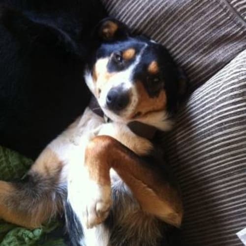No photo for Diesel *Has An Application Being Processed*