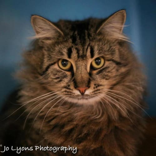 No photo for Aslan
