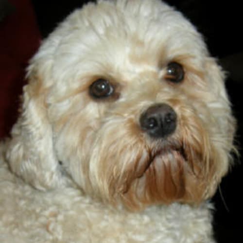 Harvey