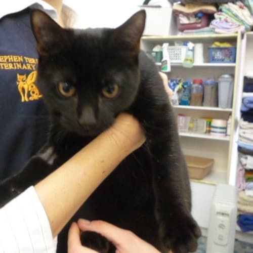 No photo for Beautiful Black Kitten