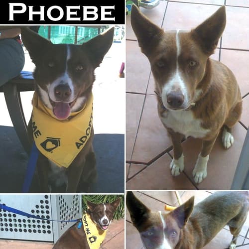 No photo for Phoebe