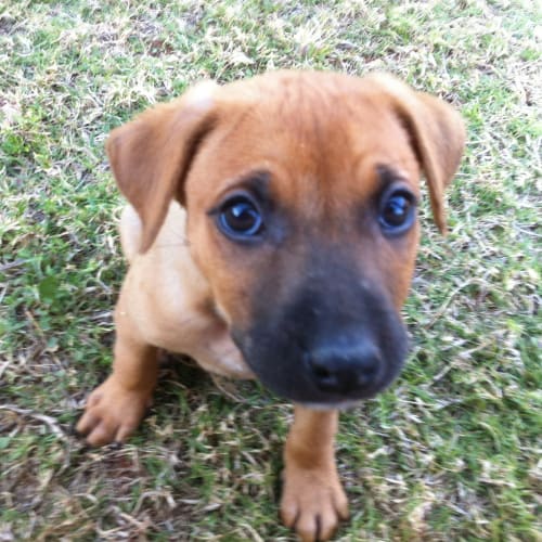 No photo for Liam (Hd192) *Adoption Pending*